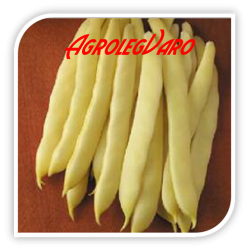 Seminte de fasole PLADOR