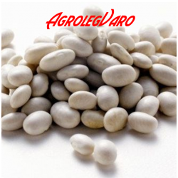 Seminte de fasole boabe White Egg