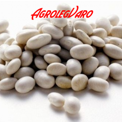 Seminte de fasole boabe White Egg