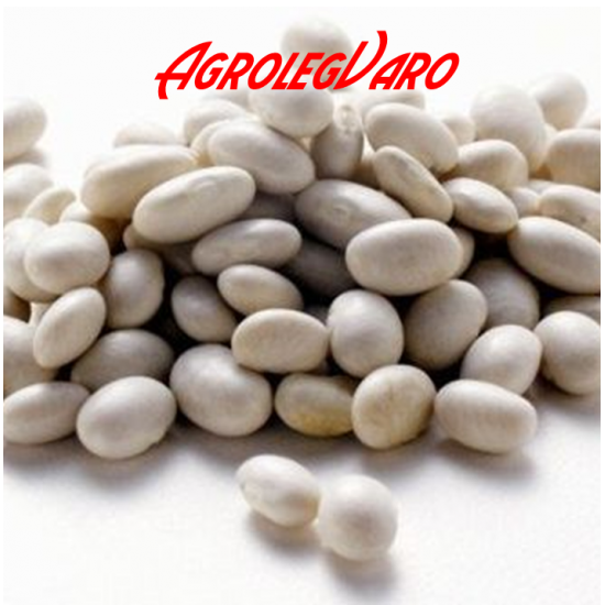 Seminte de fasole boabe White Egg