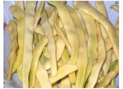 Seminte de fasole urcatoare OTILIA