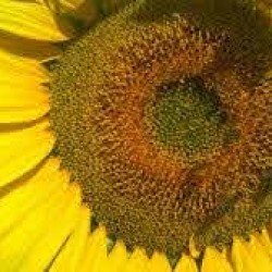 Seminte de floarea soarelui Biocrop 13MS201 CL