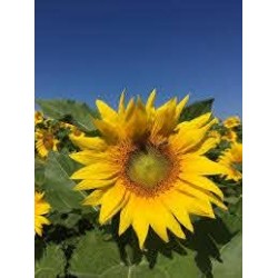 Seminte de floarea soarelui Biocrop CELSO