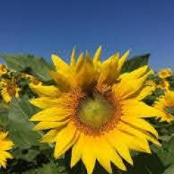 Seminte de floarea soarelui Biocrop CELSO