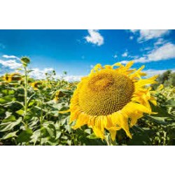 Seminte de floarea soarelui Biocrop DUET CL HO