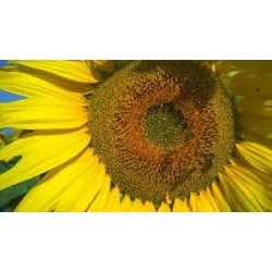 Seminte de floarea soarelui Biocrop FAUSTO