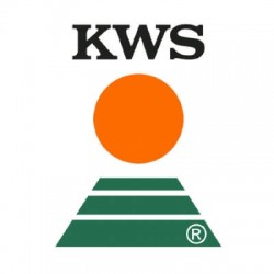 Seminte de floarea soarelui KWS ARNETES SU Seminte de floarea soarelui KWS ARNETES SU