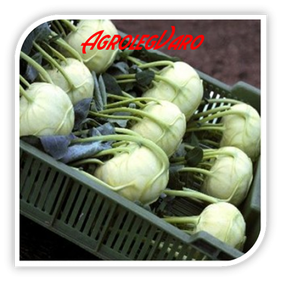 Seminte de gulie Korist F1