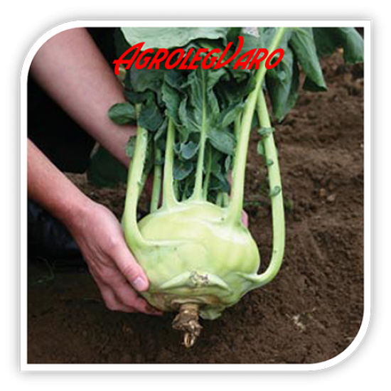 Seminte de gulii Kossak F1