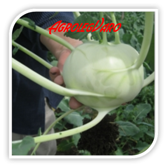 Seminte de gulii TIMPANO F1