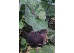 Seminte de gulii violet KONSTANCE F1