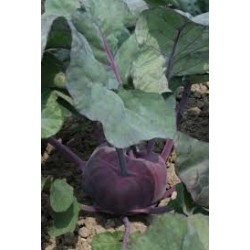 Seminte de gulii violet KONSTANCE F1