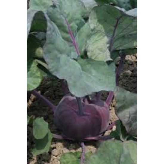 Seminte de gulii violet KONSTANCE F1