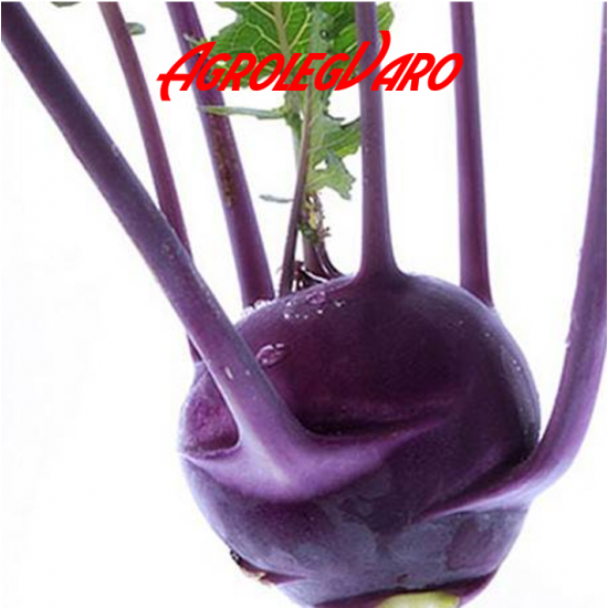 Seminte de gulioare DELICACY PURPLE