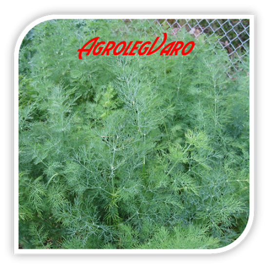 Seminte de marar DILL COMMUN