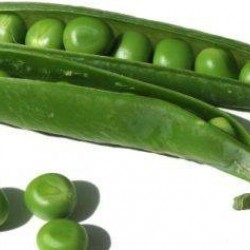 Seminte de mazare BORDIAS