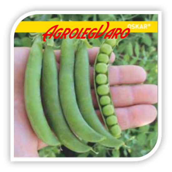 Seminte de mazare OSKAR