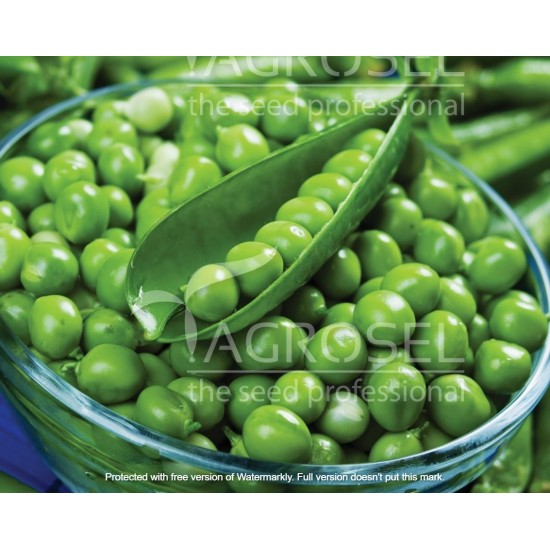 Seminte de mazare PETIT PROVENCAL