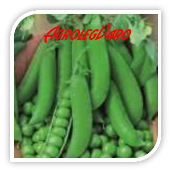 Seminte de mazare REDONDO