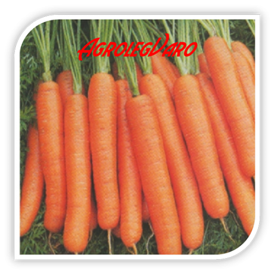 Seminte de morcovi BENGALA F1