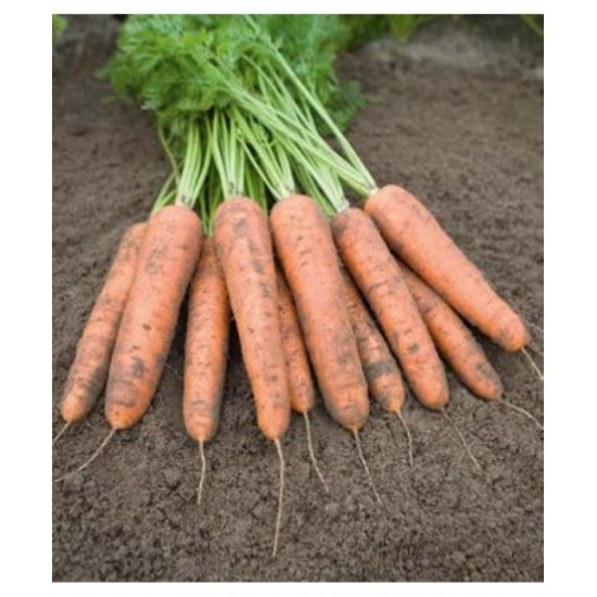 Seminte de morcovi CARVEJO F1