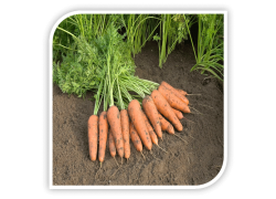 Seminte de morcovi CUPAR F1