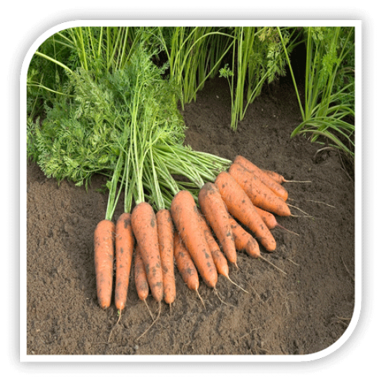 Seminte de morcovi CUPAR F1