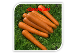 Seminte de morcovi EXELSO F1