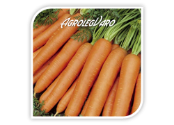 Seminte de morcovi JERADA F1