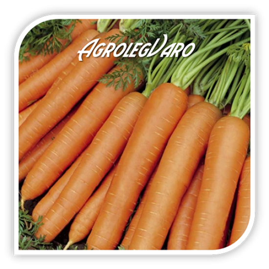 Seminte de morcovi JERADA F1