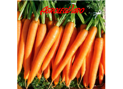 Seminte de morcovi LAGUNA F1  25.000