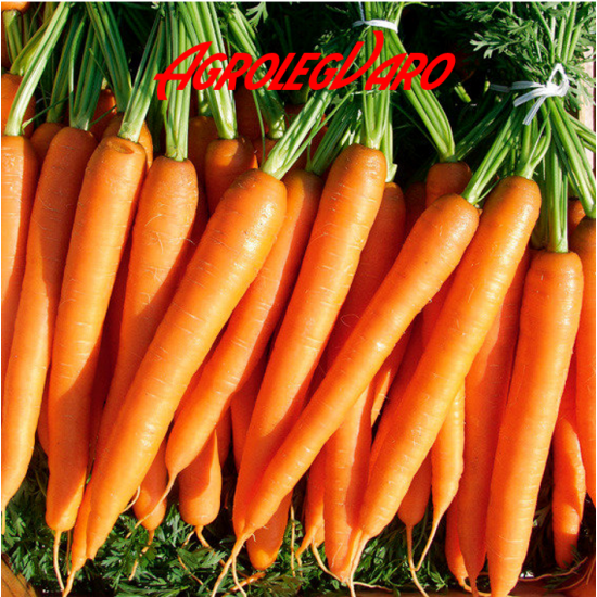 Seminte de morcovi LAGUNA F1  25.000
