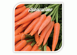 Seminte de morcovi MORELIA F1