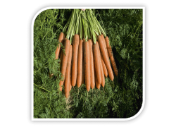 Seminte de morcovi NAMDAL F1