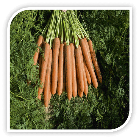 Seminte de morcovi NAMDAL F1