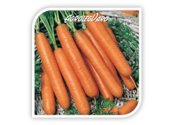 Seminte de morcovi TAM TAM