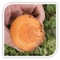 Seminte de morcovi NANTES MAMBO