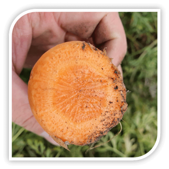 Seminte de morcovi NANTES MAMBO