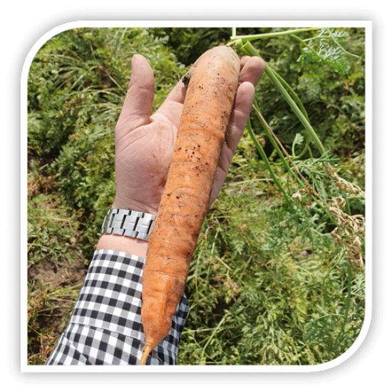 Seminte de morcovi NANTES MAMBO