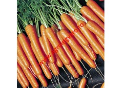 Seminte de morcovi Natuna F1