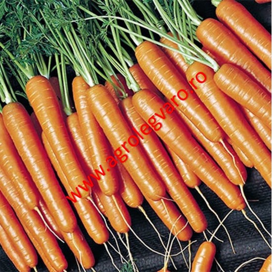 Seminte de morcovi Natuna F1