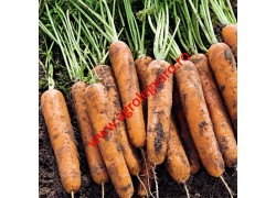 Seminte de morcovi Niagara F1