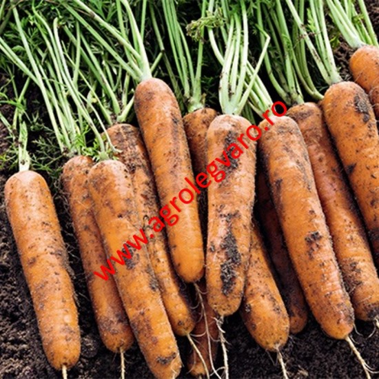 Seminte de morcovi Niagara F1