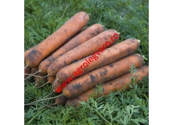 Seminte de morcovi Nominator F1