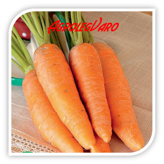 Seminte de morcovi ROYAL CHANTENAY 2