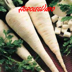 Seminte de patrunjel Berliner