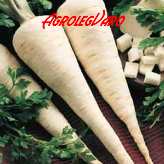 Seminte de patrunjel Berliner