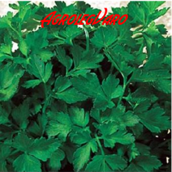 Seminte de patrunjel COMMUN