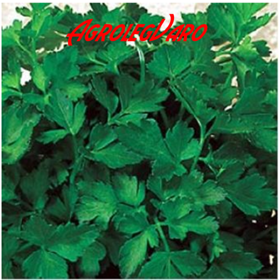 Seminte de patrunjel COMMUN