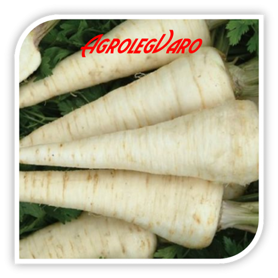 Seminte de patrunjel HALFLANGE AGROSEL